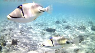 Кадр 20240415_102546A (00-00-09).jpg