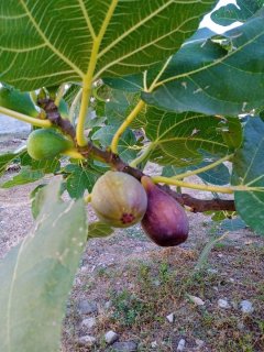 WhatsApp Image 2025-09-03 at 08.37.19.jpeg