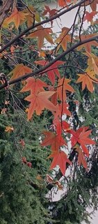 IMG_20260107_134027_636.thumb.jpg.68e77f22198acf8b1dc84bda28f9d247.jpg