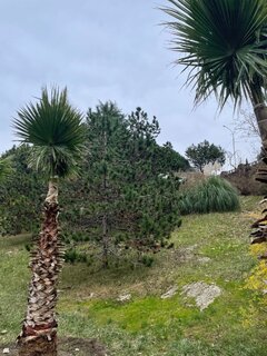 IMG_5455.jpeg