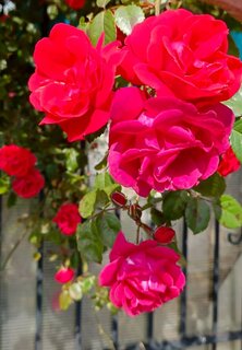 IMG_20260524_072128_643.thumb.jpg.c0f1ce148e29d4646dcf6adf37c9ec5b.jpg