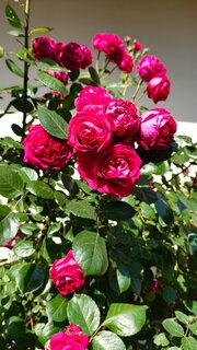 IMG_20260525_153643_483.thumb.jpg.0fbbc3bbda48f17b062149ad69df28c1.jpg