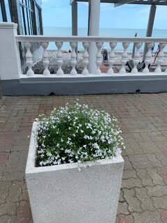 IMG_3821.thumb.jpeg.47bd490918e66077d5d6928fa3c33c08.jpeg