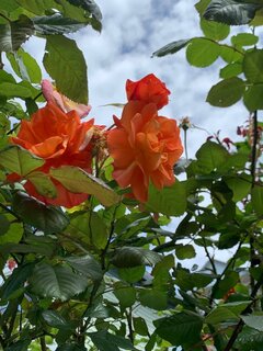 IMG_3904.thumb.jpeg.36e8ba33140ac97cda73a818c4aad396.jpeg