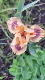20260601_181619.jpg