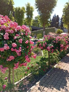 IMG_20260616_152706.jpg