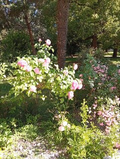 IMG_20260616_161230.jpg
