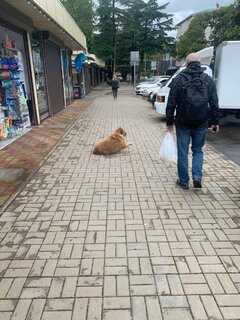 IMG_4123.thumb.jpeg.f5db5711d2e1a380c8a109e4d4179877.jpeg