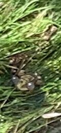 IMG_4416.jpeg.eee5a46c88c94f1311dee4ee5c08cb69.jpeg
